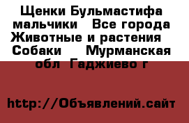 Щенки Бульмастифа мальчики - Все города Животные и растения » Собаки   . Мурманская обл.,Гаджиево г.